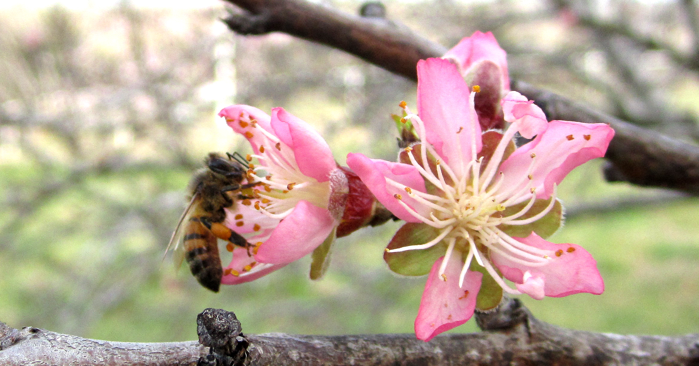 Bee Peach Blossom
