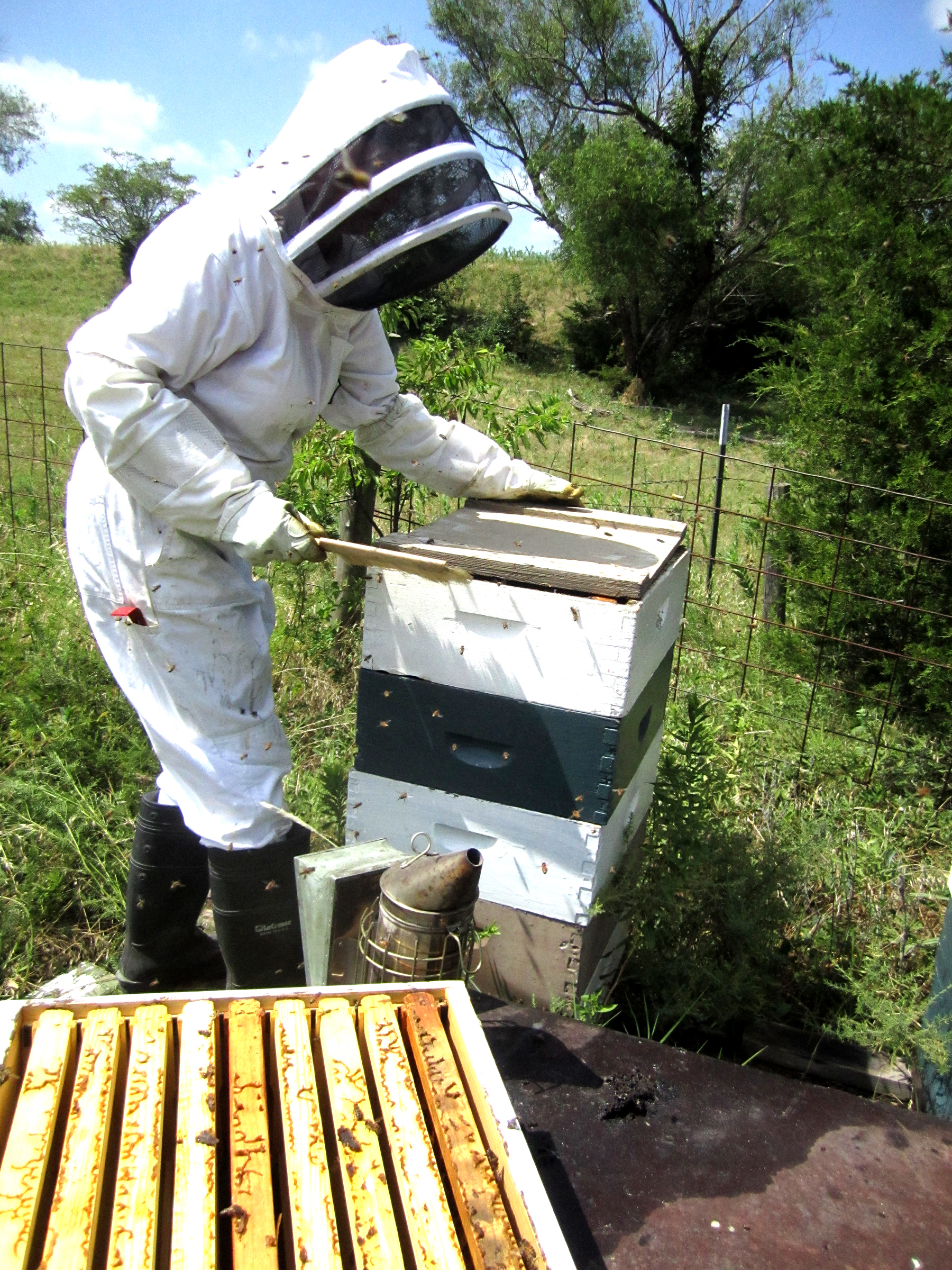Opening each hive and removing frames full of capped honey - always being careful not to harm any bees.