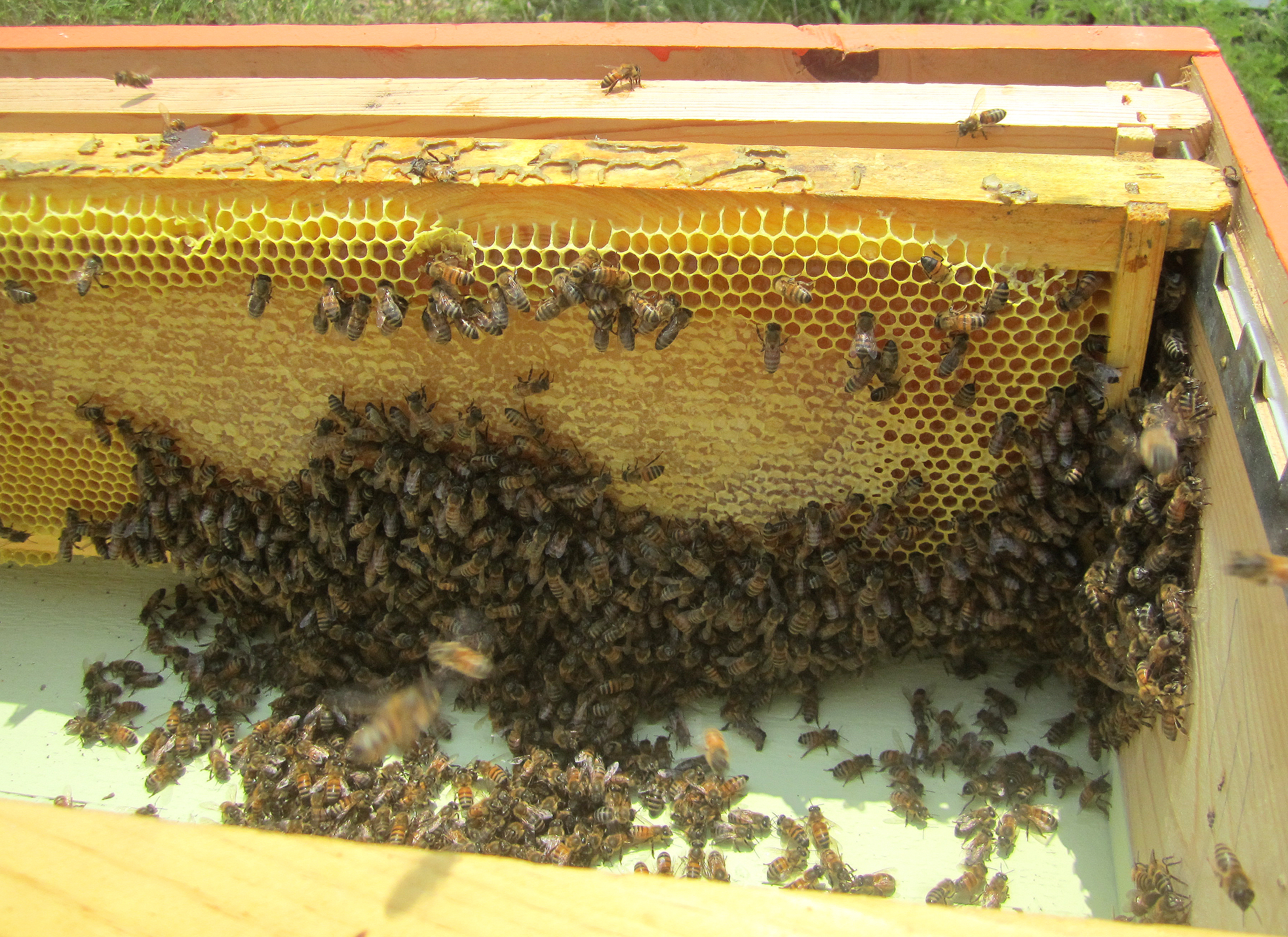 Bees filling their tummies