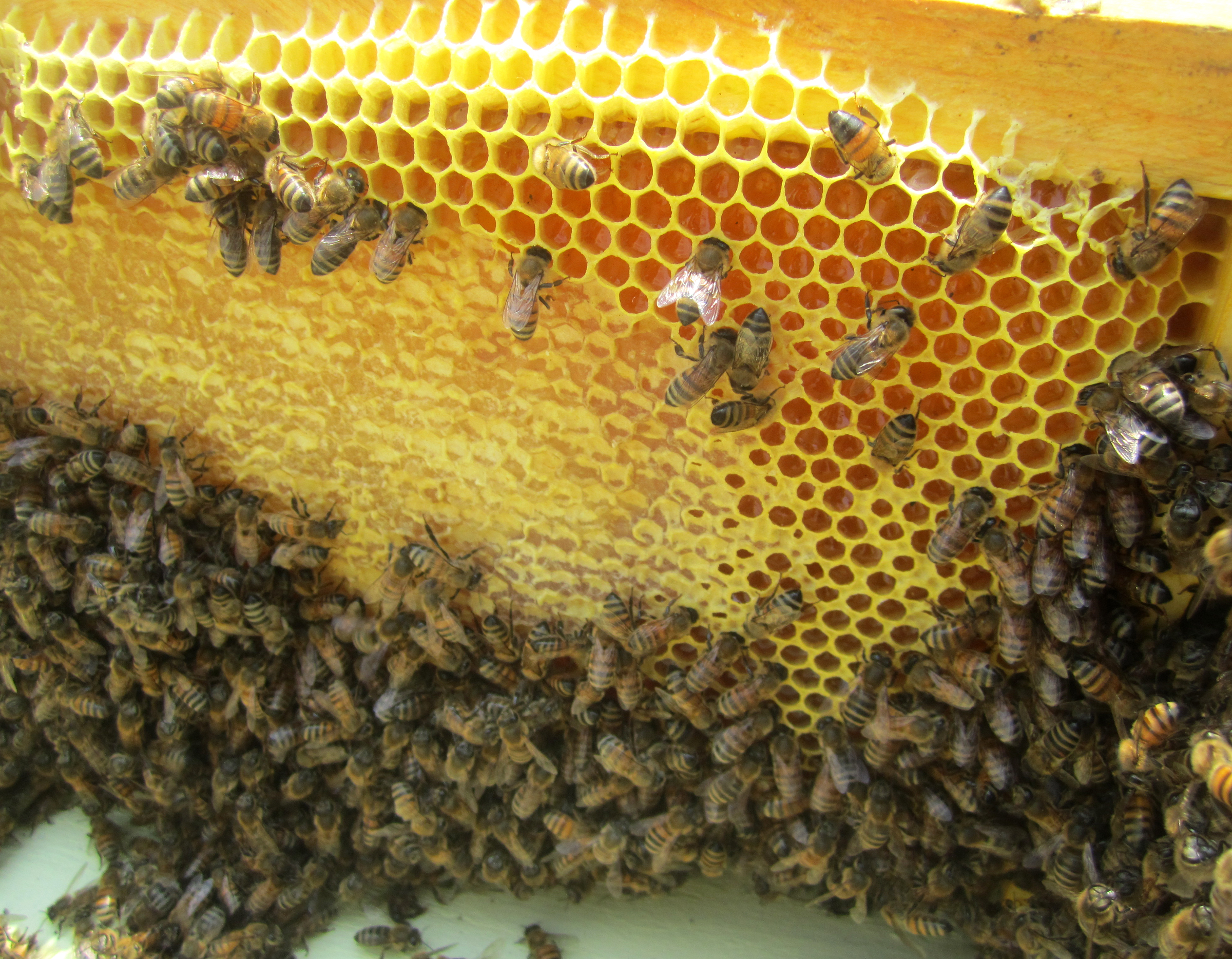 Bees on honey