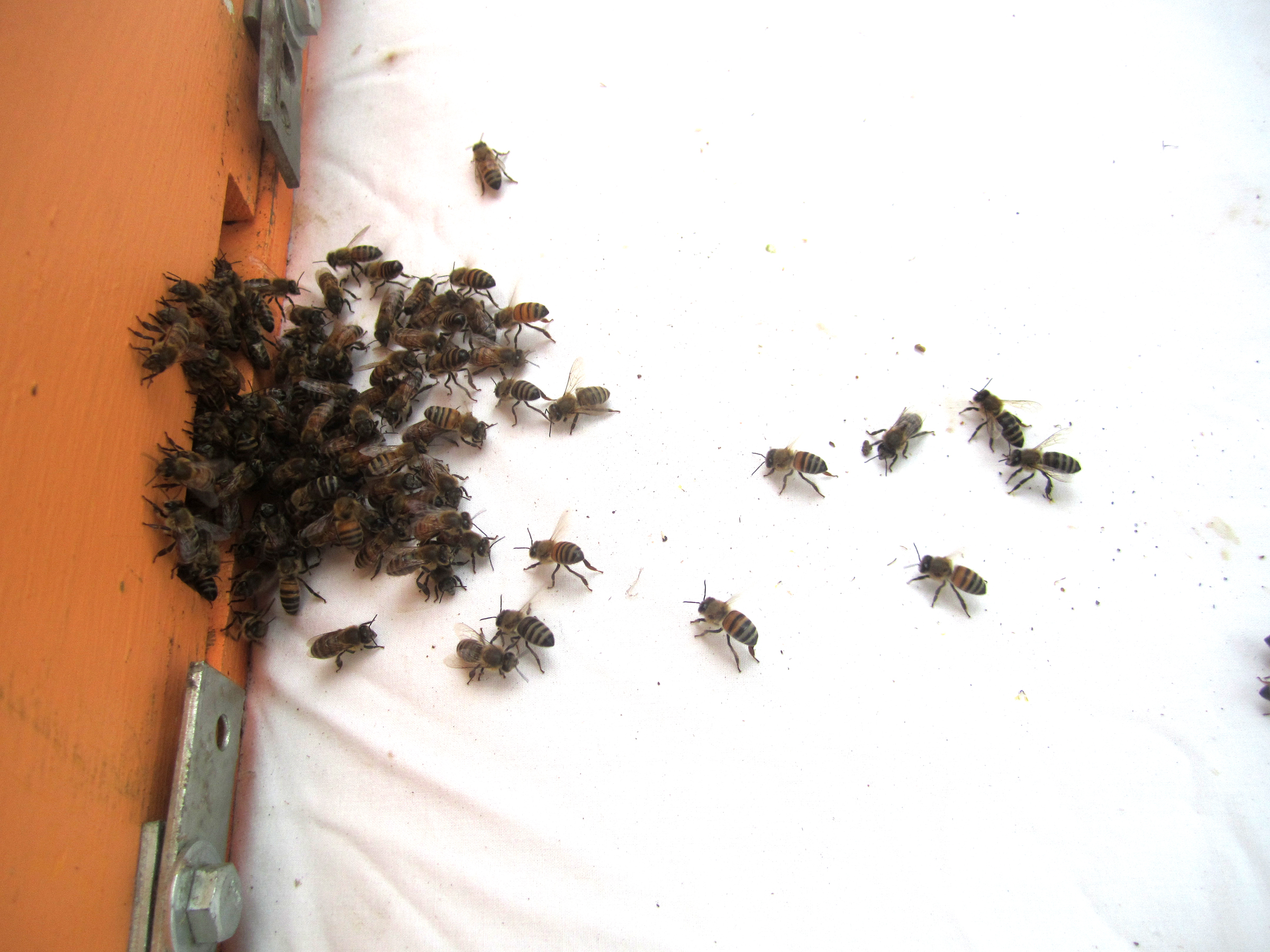 Swarm headed into hive