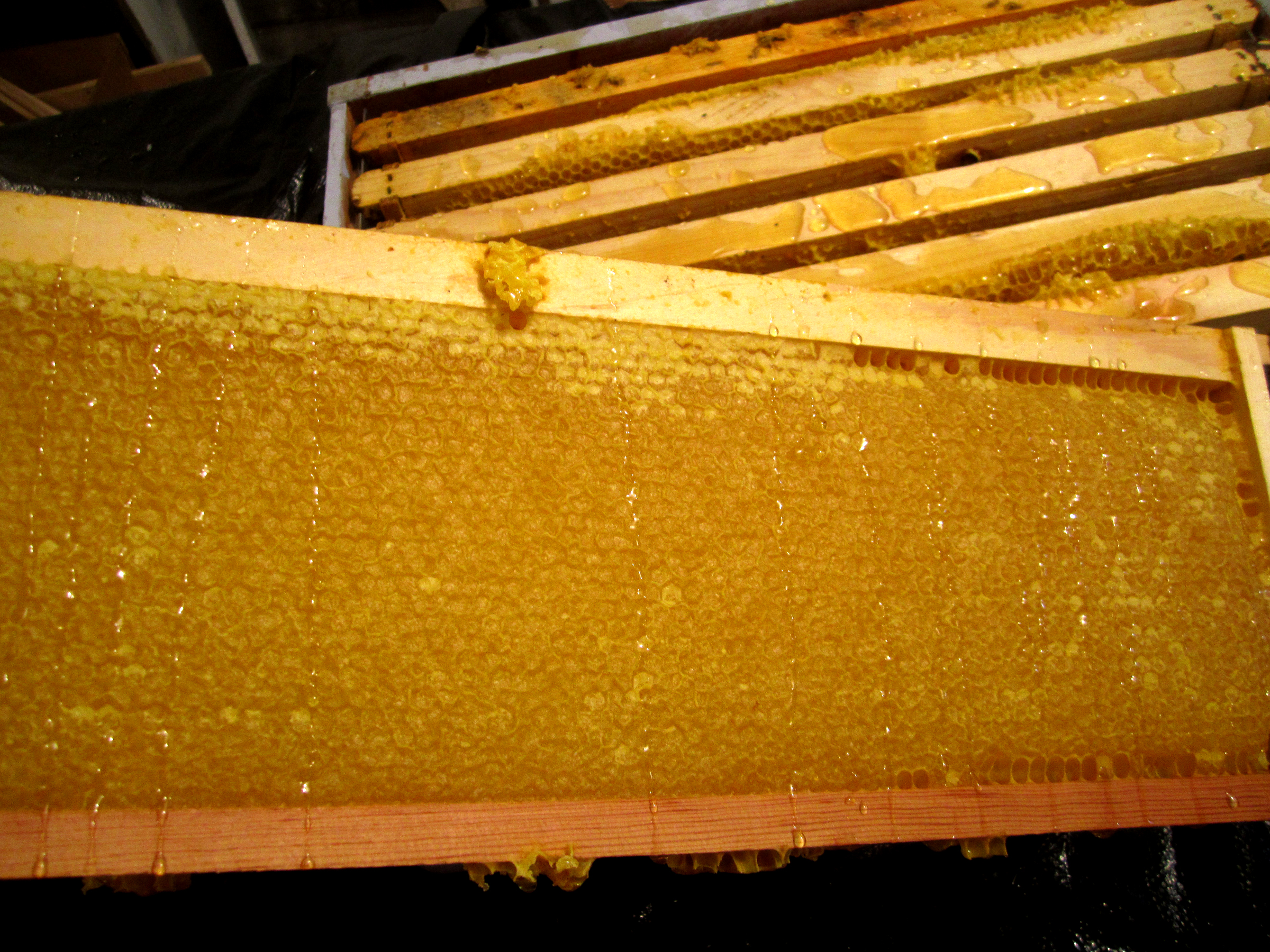 A frame full of beautiful honey fully capped and ready for harvest.