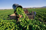 Harvesting Green Chiles in the Hatch Valley