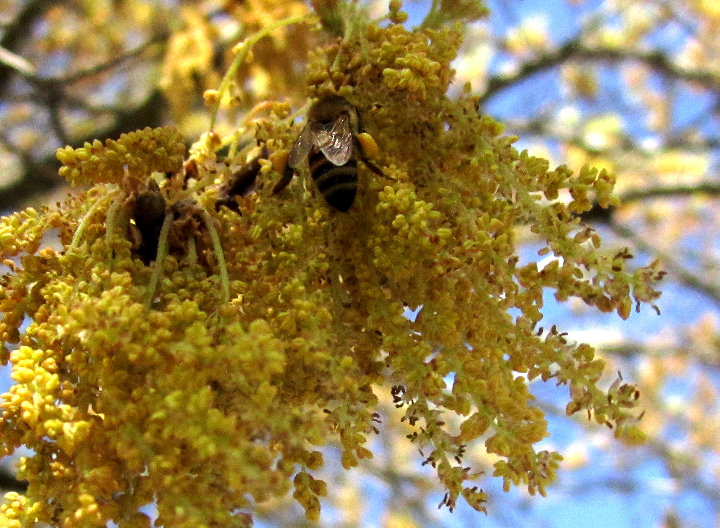Forager bee gathering pollen in a Red Oak tree